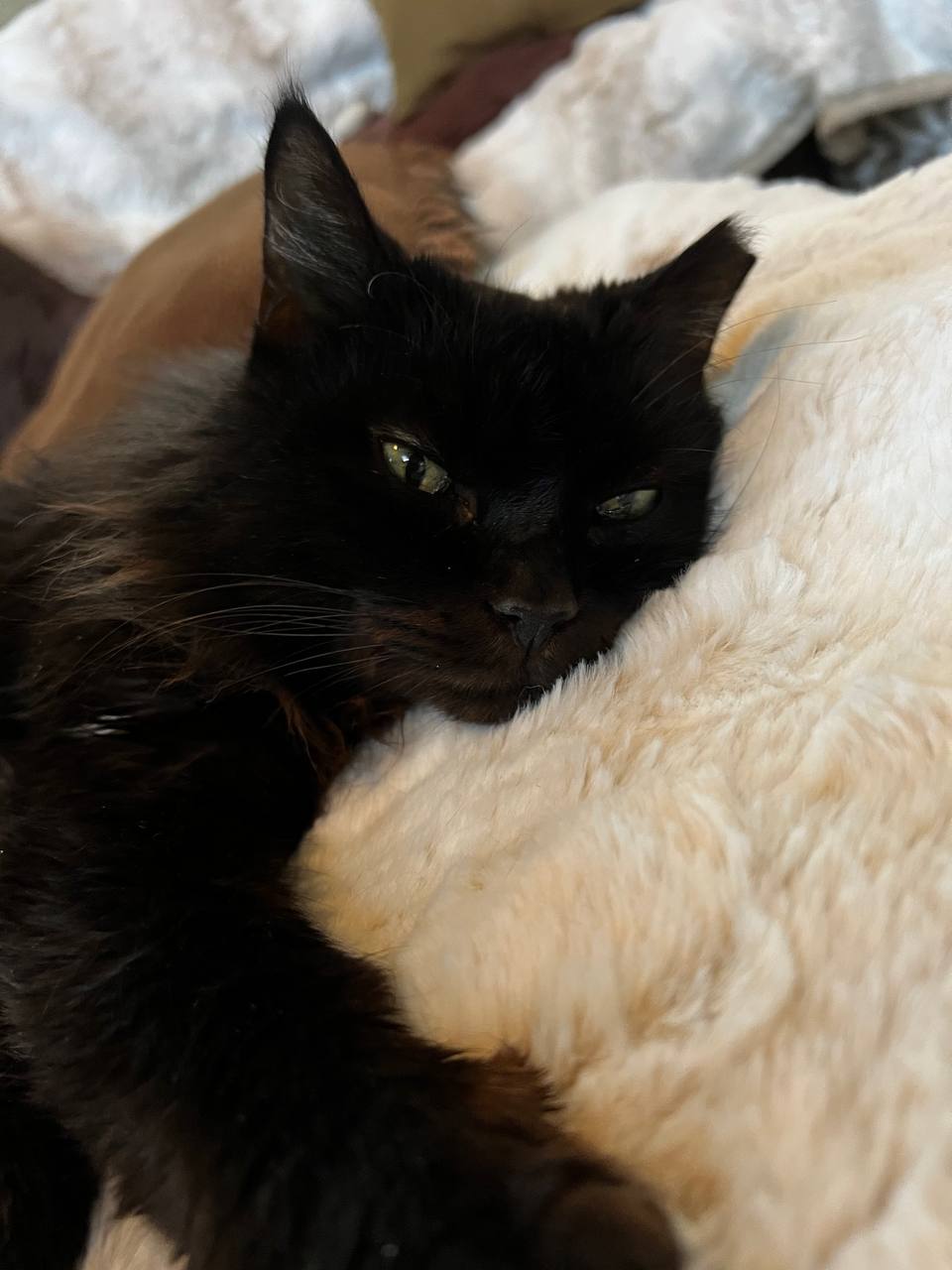 Mouse Resting